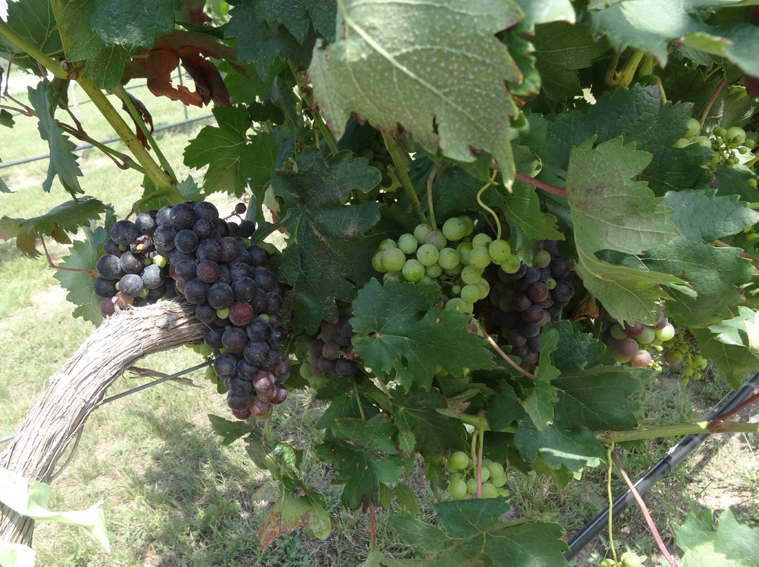 Red Wing Dove Vineyard and Winery-Hamilton必去景点