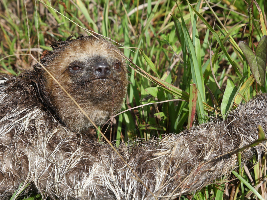 Macouria旅游景点-Association Chou Ai
