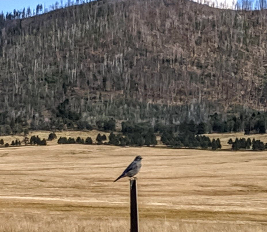 Valles Caldera National Preserve景点图片