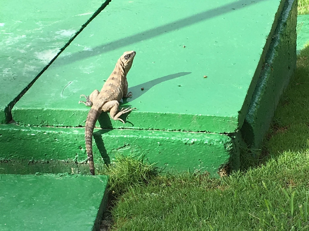 巴希亚普林西比科巴酒店主图