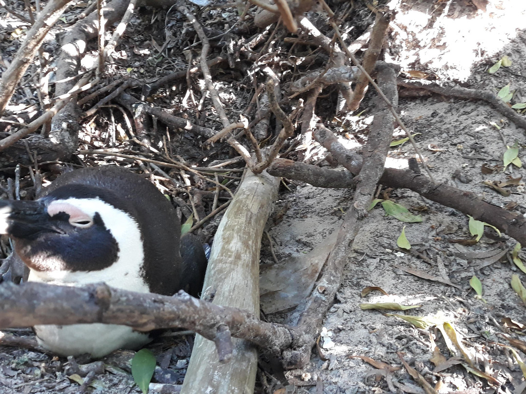 Batende Safari and Tours-开普敦中心区必去景点