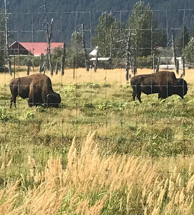 Alaska Wildlife Conservation Center景点图片