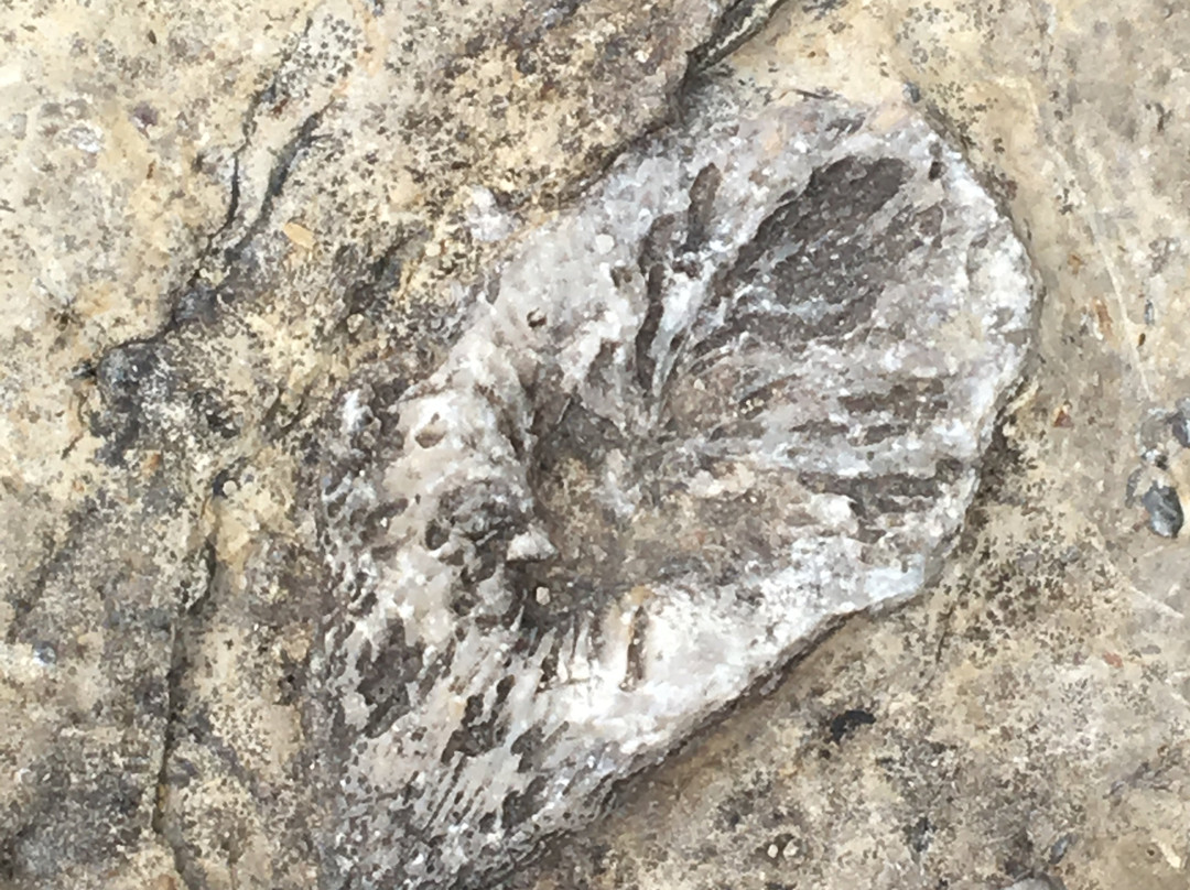 Devonian Fossil Gorge景点图片