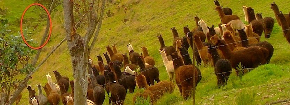 All Things Alpaca Ecuador-昆卡必去景点