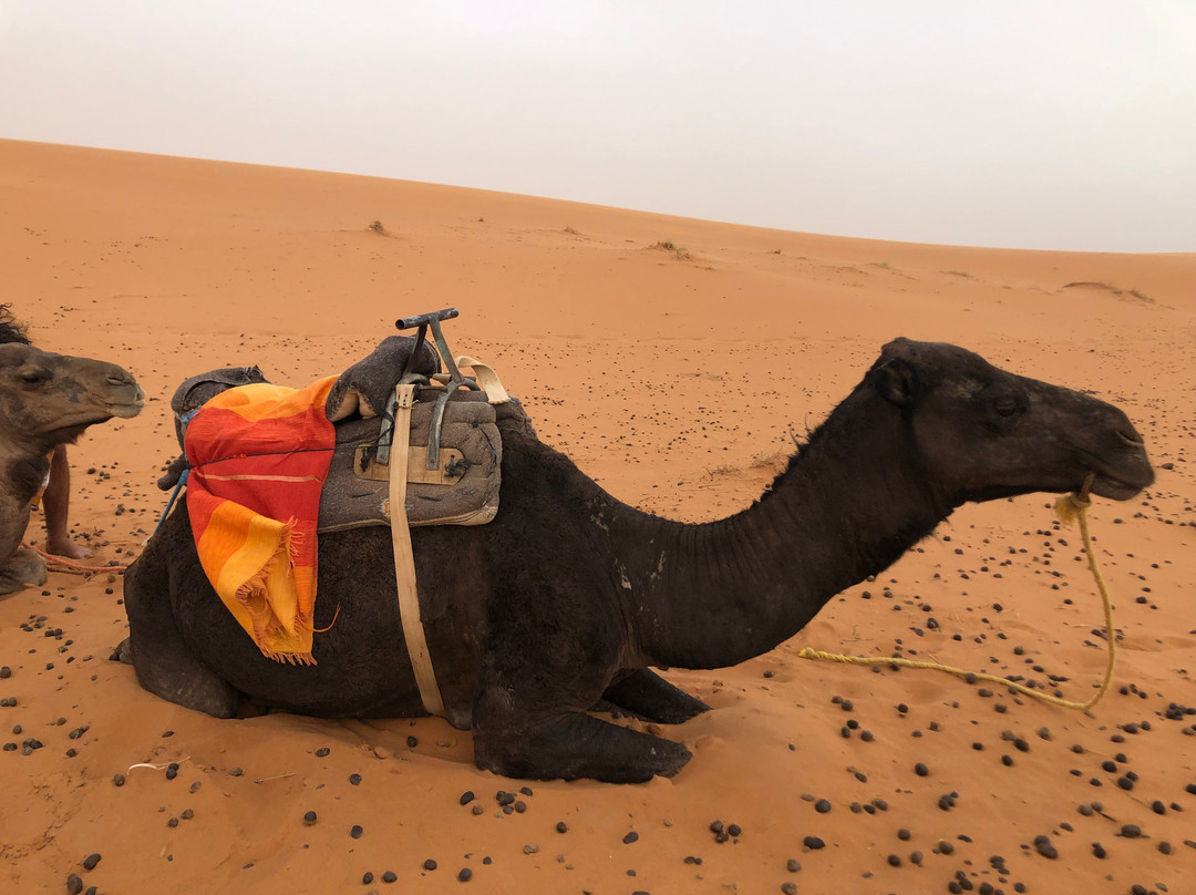 Desert Morocco Trips景点图片