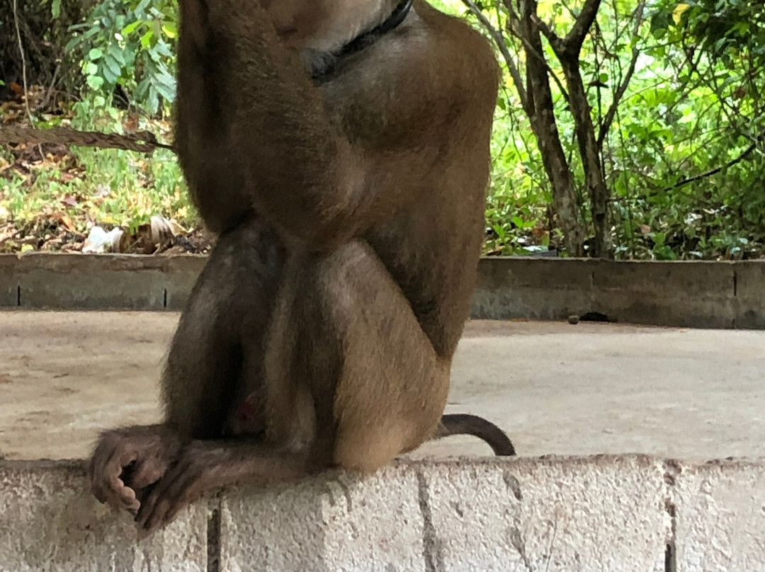 Samui Monkey Centre-利巴诺伊必去景点
