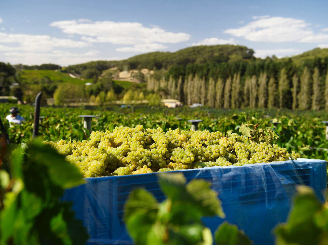 Tapanappa Wines景点图片