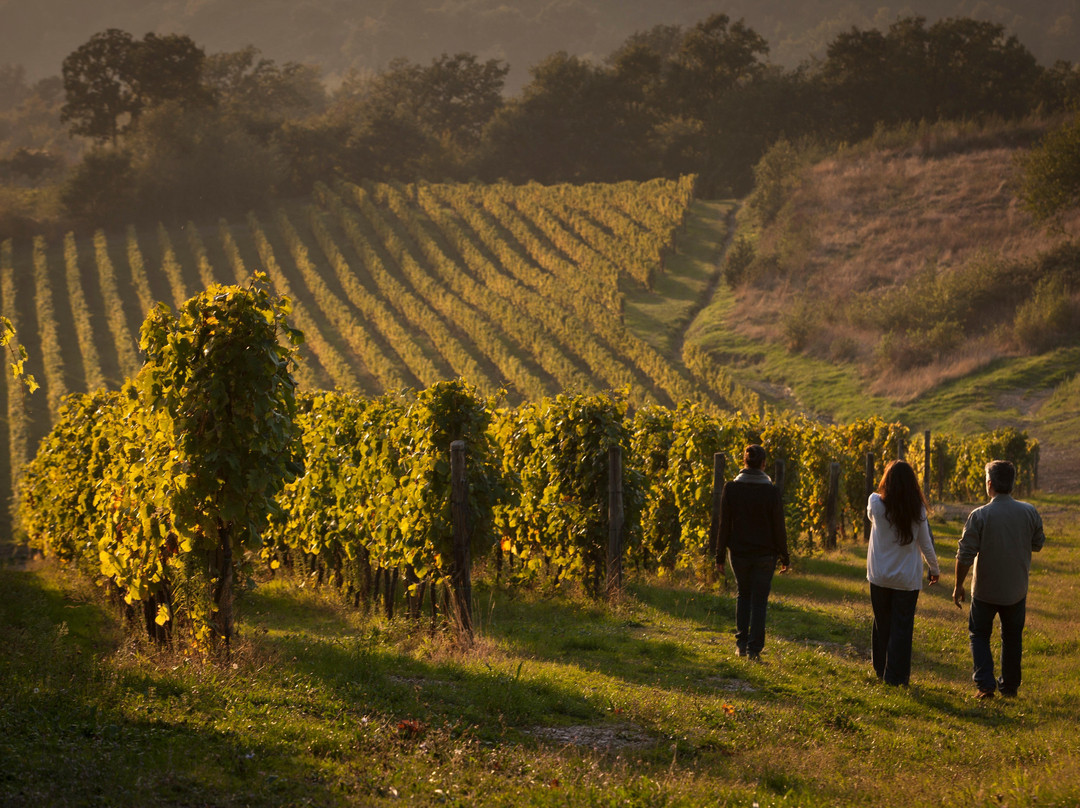 The Grand Wine Tour景点图片