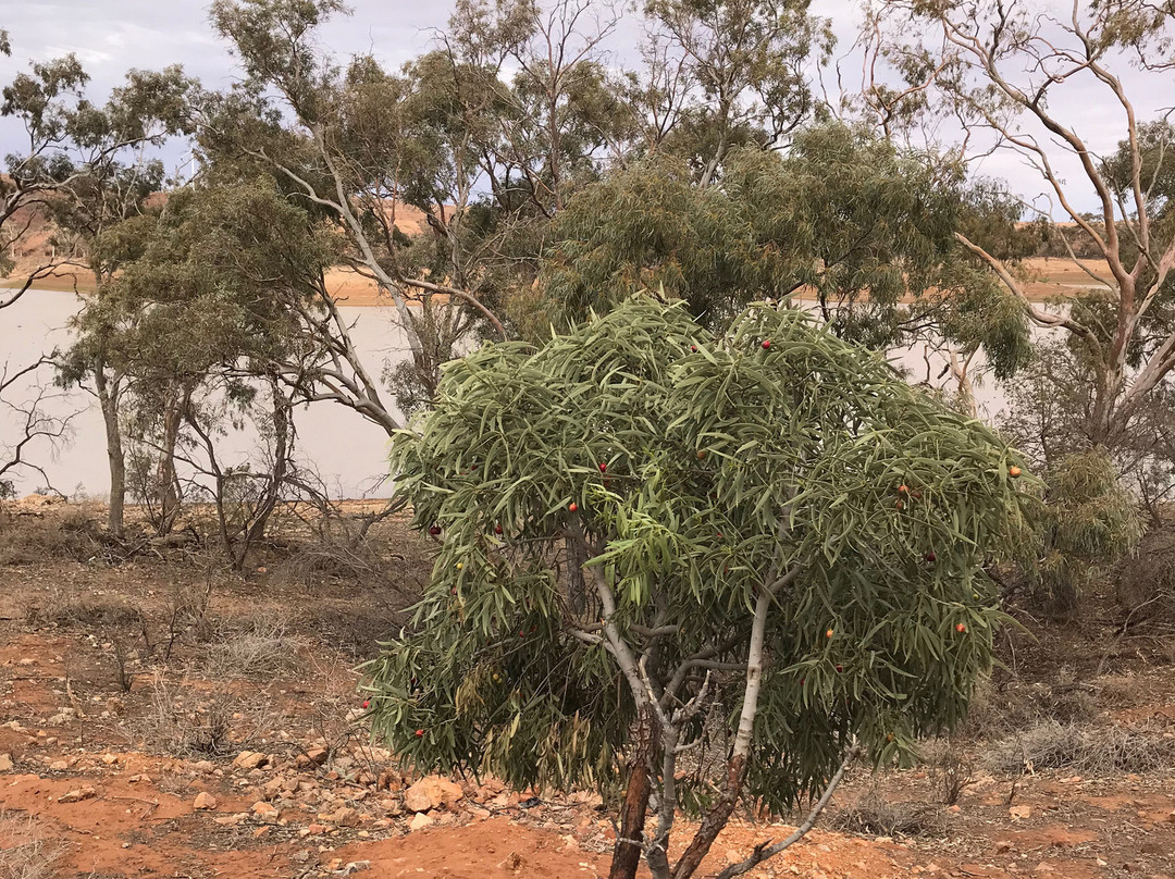 Umberumberka Reservoir-Silverton必去景点