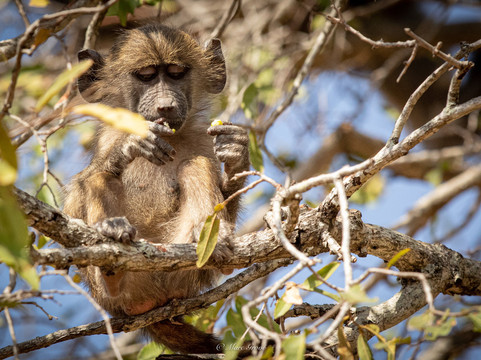 Safari's Direct-克鲁格国家公园必去景点