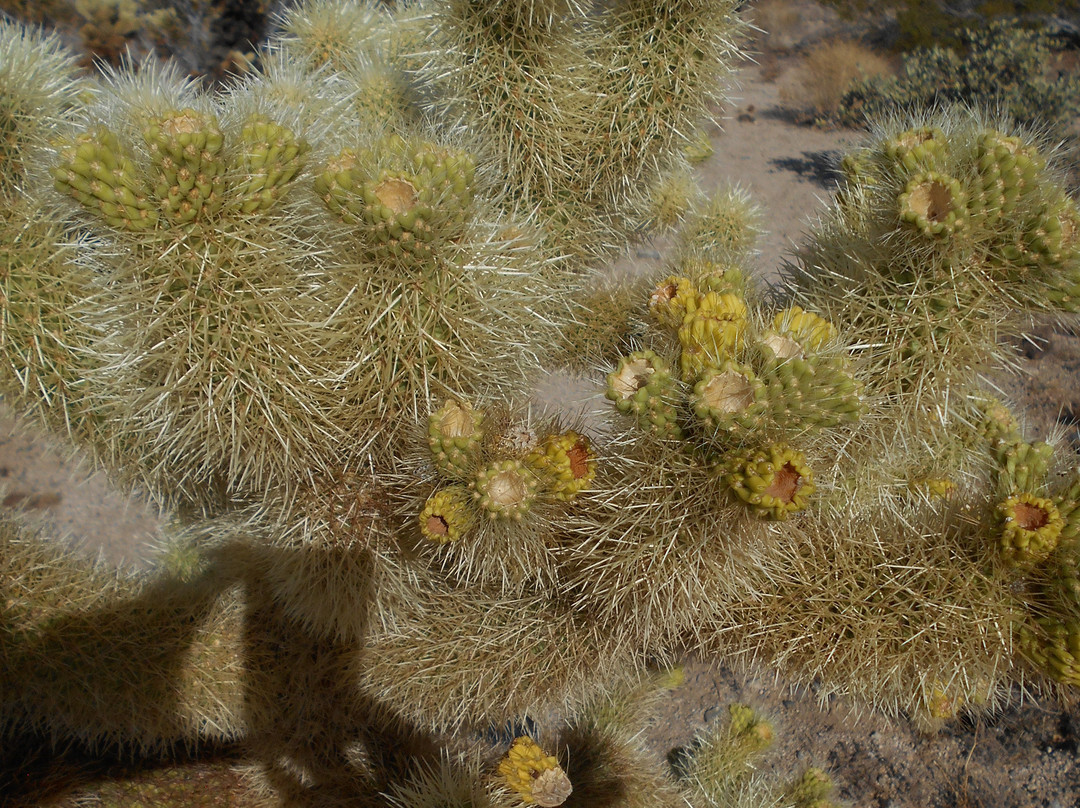 Joshua Tree National Park-约书亚树必去景点
