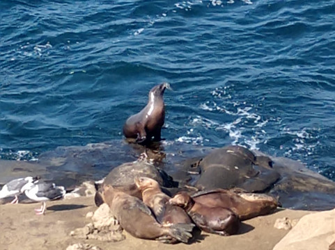 Coastal Tours of San Diego-圣地亚哥必去景点