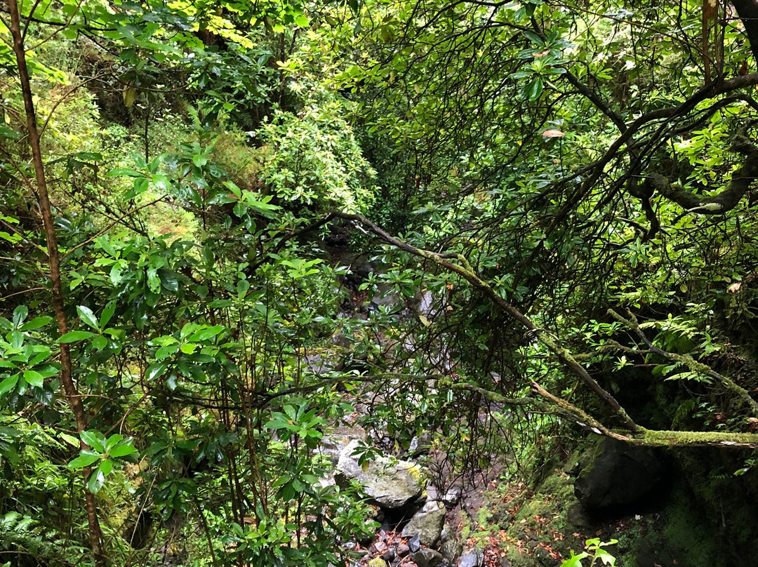 Parque Florestal das Queimadas景点图片