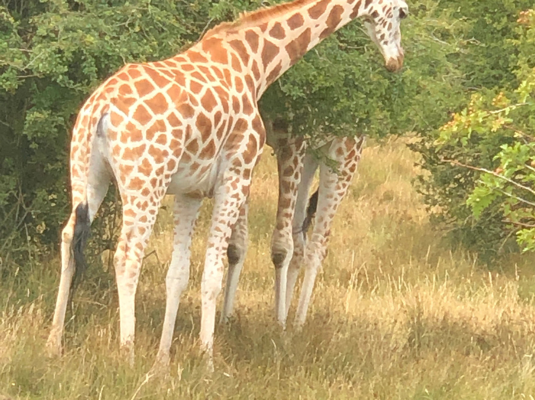 Port Lympne Reserve景点图片