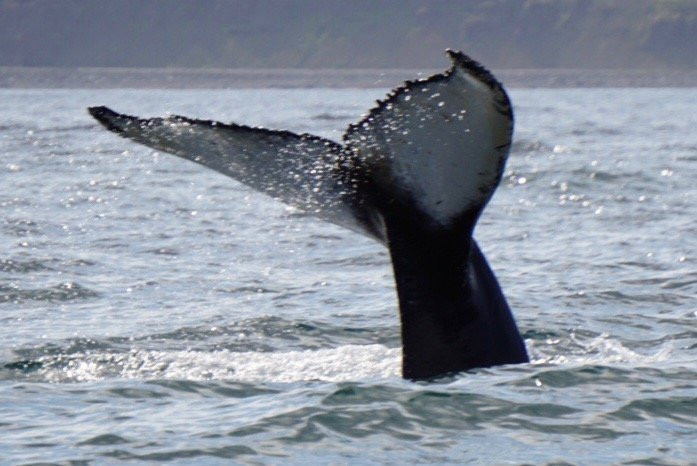Amazing Westfjords-伊萨菲厄泽必去景点