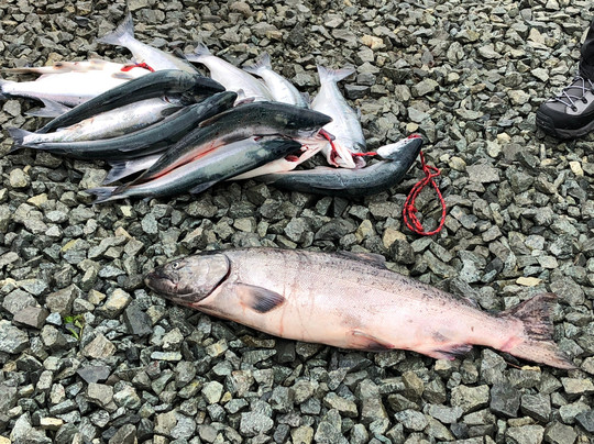 Kenai River Recon-基奈必去景点