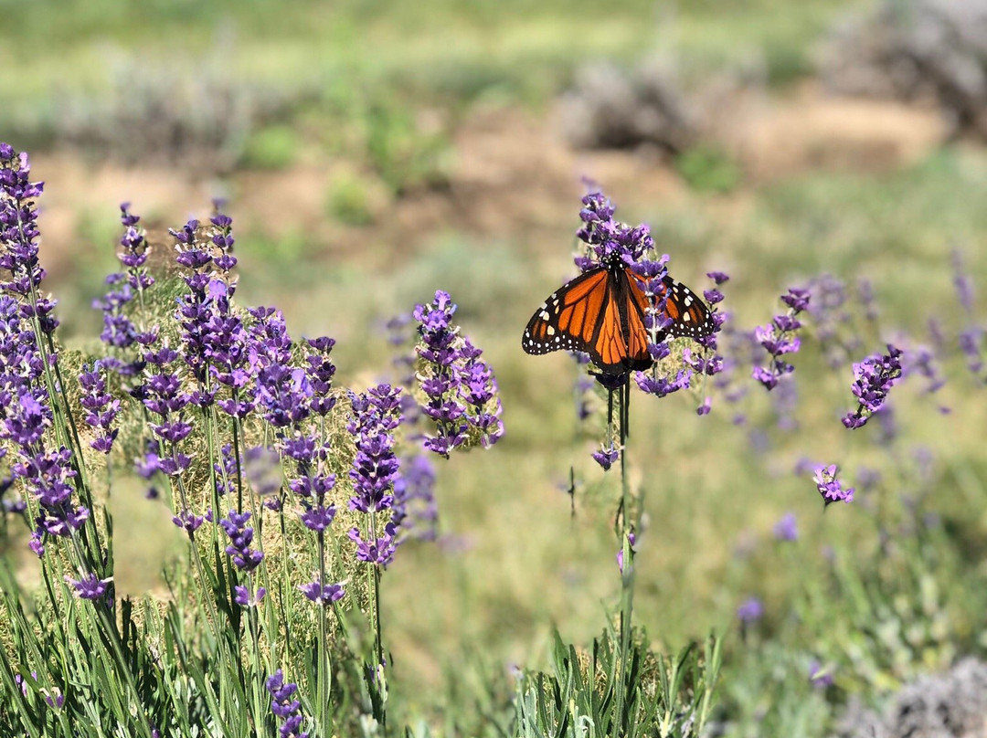 Laveanne-Campbellcroft必去景点