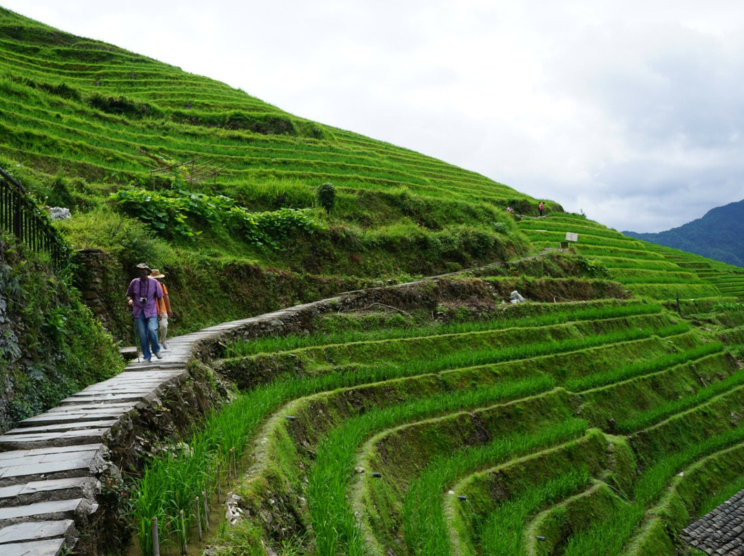 Longji One Day Tours景点图片