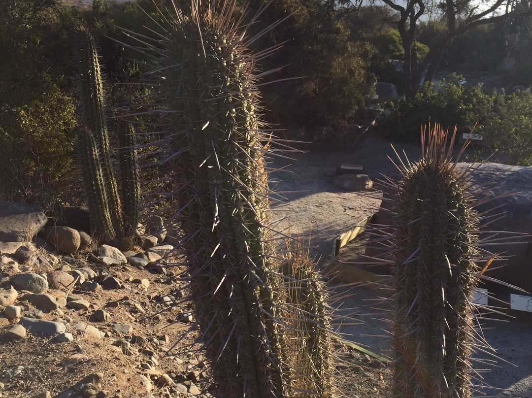 Parque Rupestre Monte Aranda-Los Vilos必去景点
