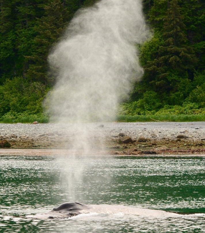 Icy Strait Whale Adventures-胡纳必去景点