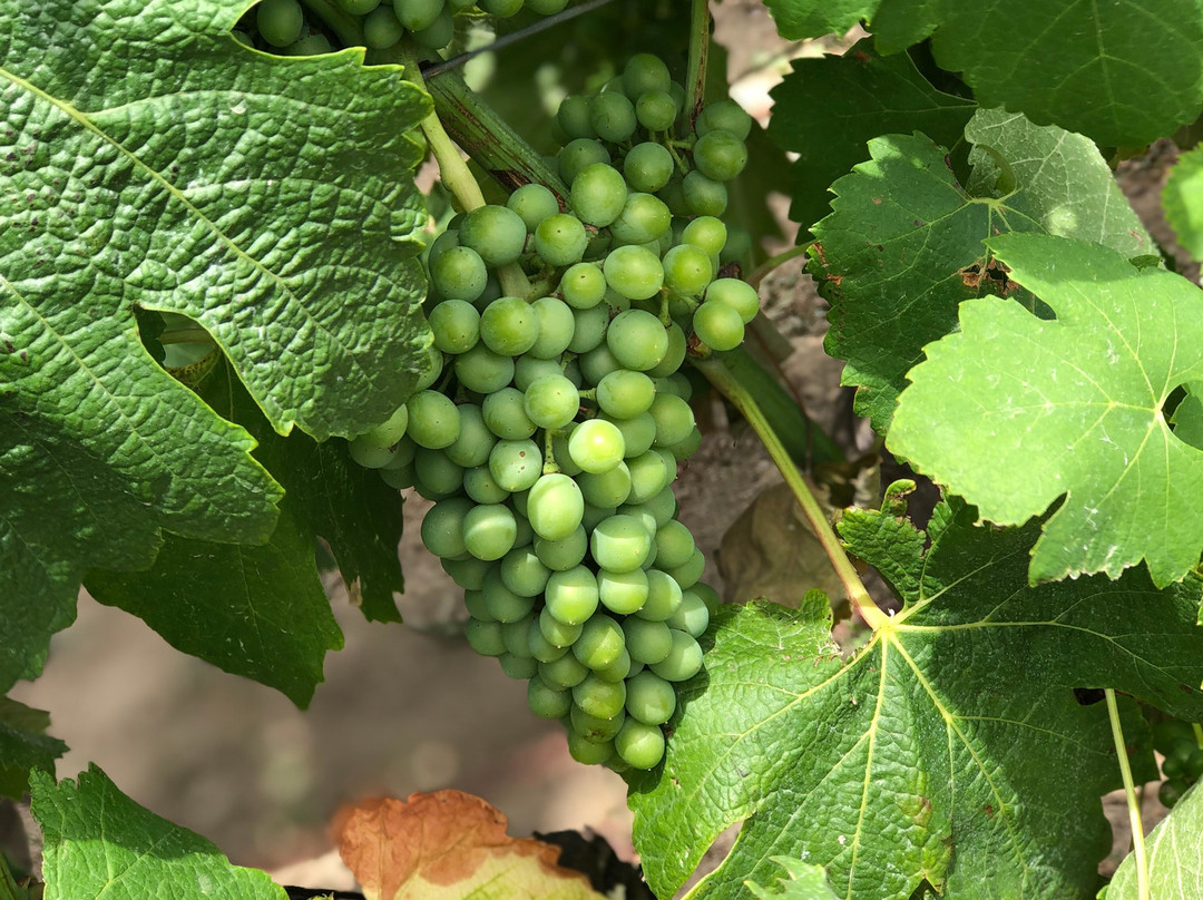 Mastinell Cava & Boutique Hotel By Olivia Hotels Collection主图