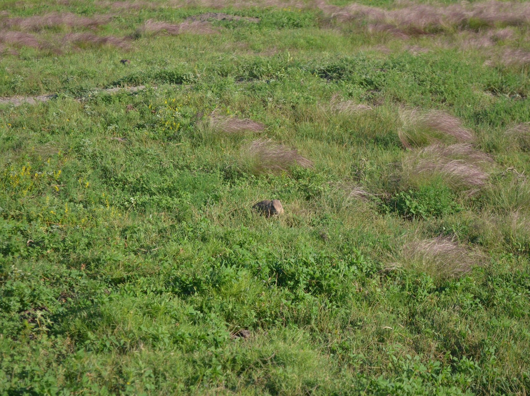 Fort Niobrara National Wildlife Refuge-Valentine必去景点