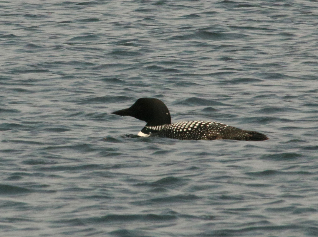 The Loon Center景点图片