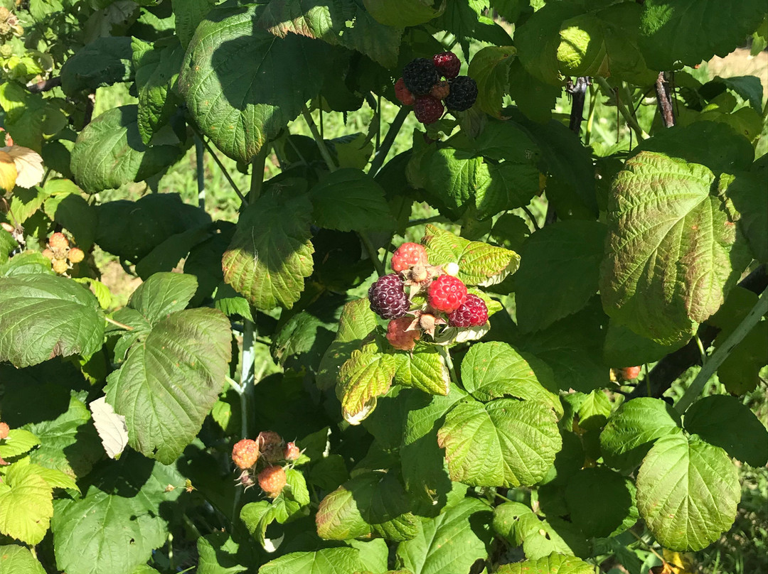 Walnut Springs Farm-埃尔克顿必去景点