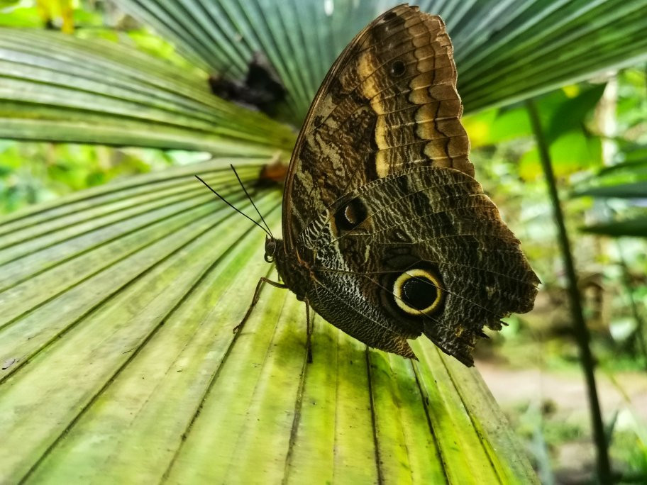 Reserva Natural Paway Mariposario景点图片