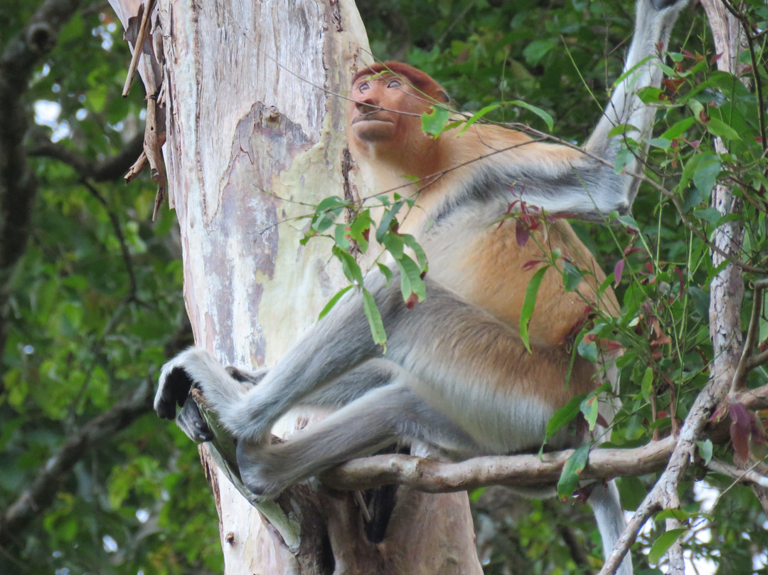 Inno Travel & Tour Services Sdn Bhd @ Sabah Holidays-亚庇必去景点