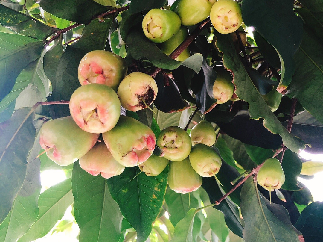 Frankie's Nursery-威玛纳诺必去景点