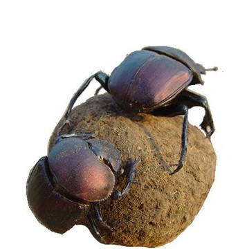 Franklin Mwanyonyo-蒙巴萨必去景点