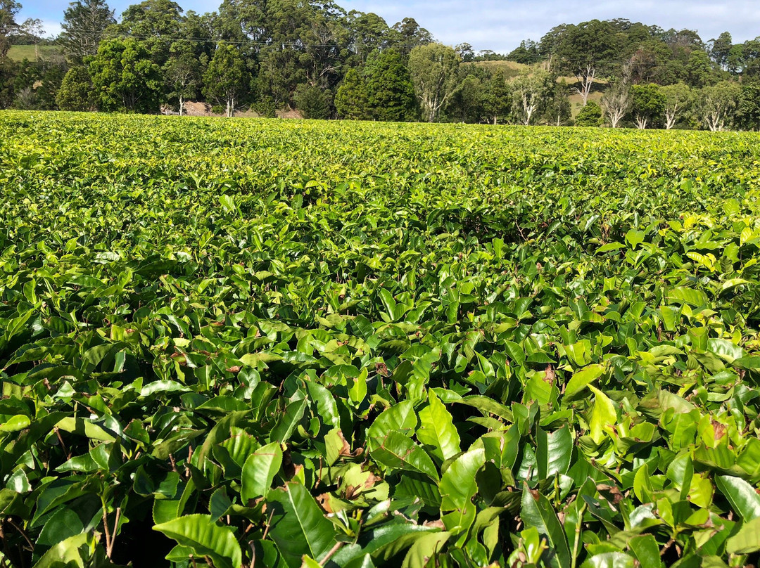Madura Tea Estates景点图片