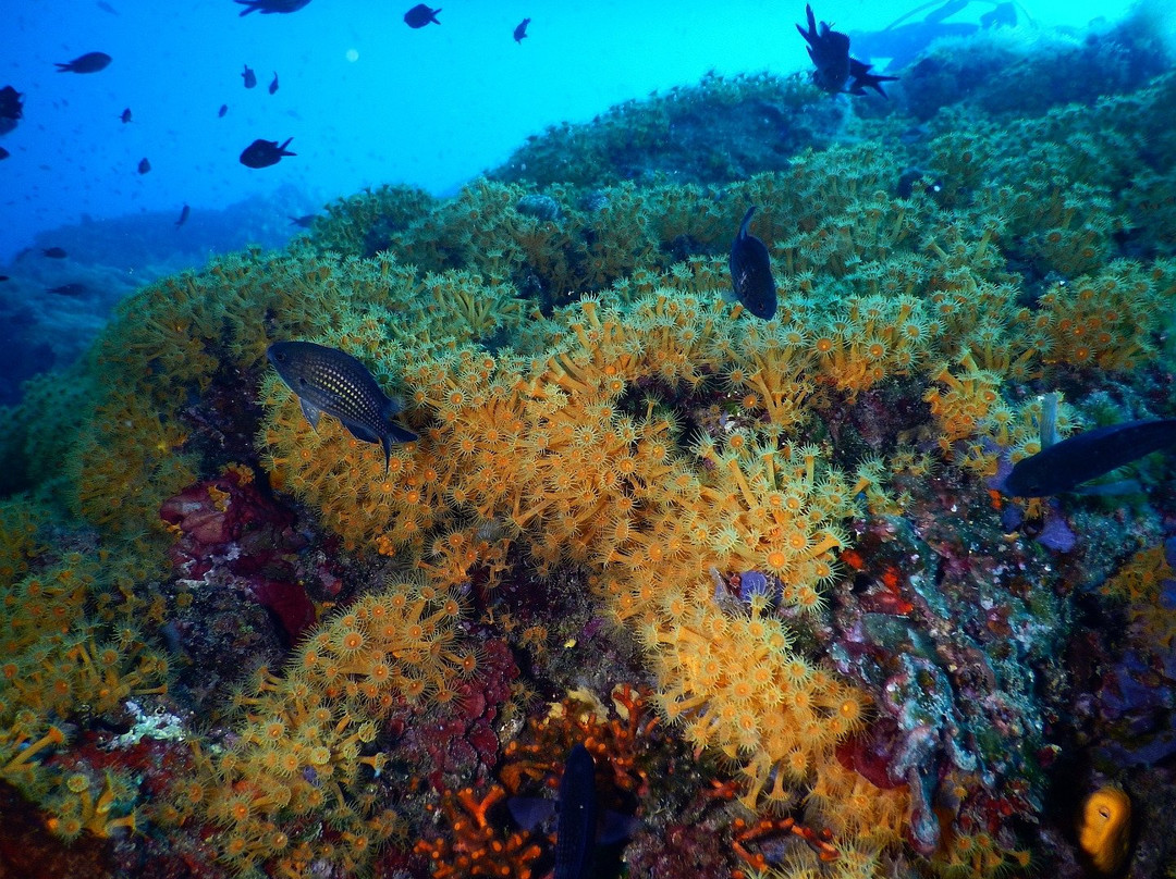 Sottolonda Diving Center-Capoliveri必去景点
