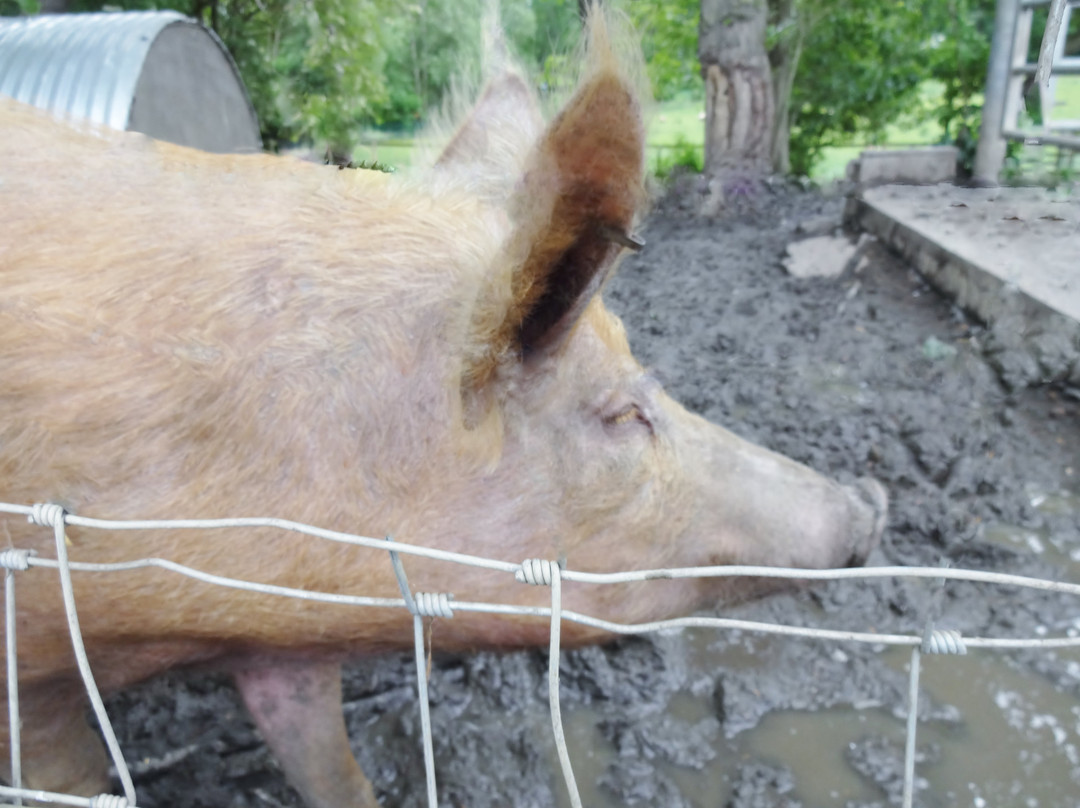 Bill Quay Community Farm-盖茨黑德必去景点