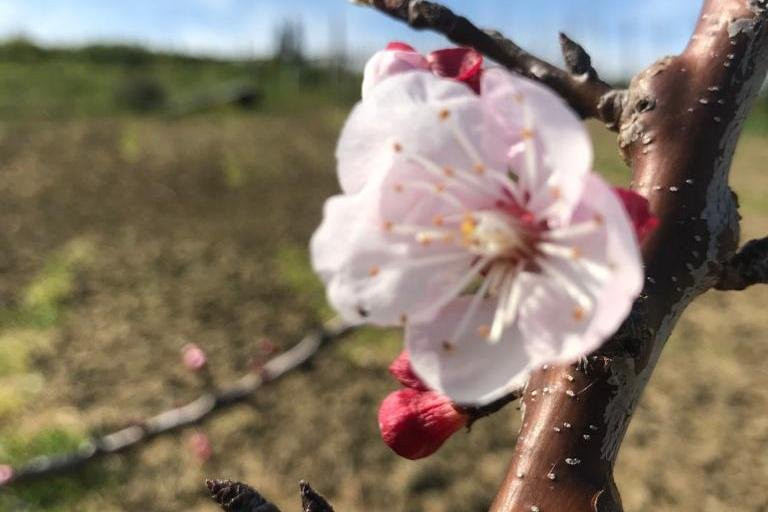Azienda Agricola Bioviola & Sicilì Bottega Biologica-Alcamo必去景点