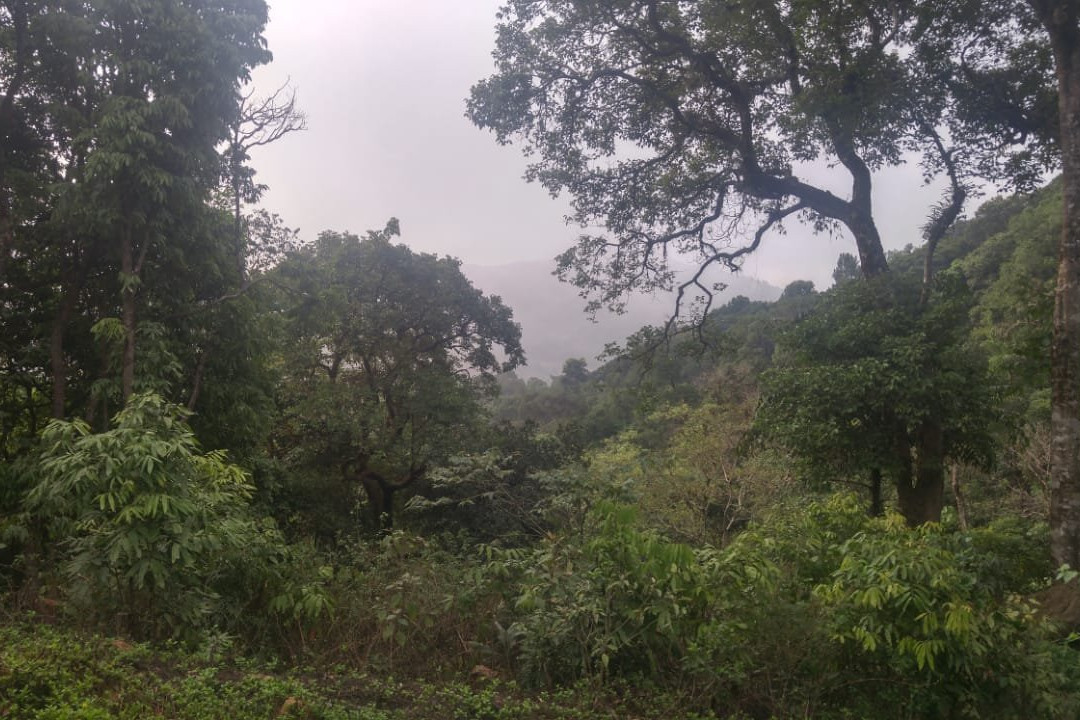 Shishila Hills Jungle Stay主图