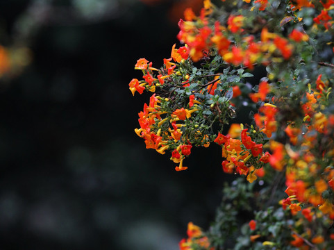 苏格兰种植园主别墅 · 黛玛系列主图