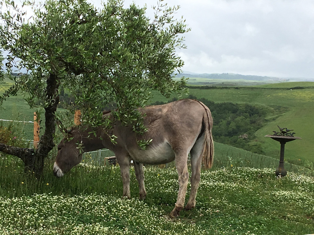 Agriturismo Diacceroni景点图片