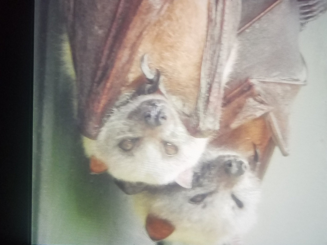 Lubee Bat Conservancy景点图片