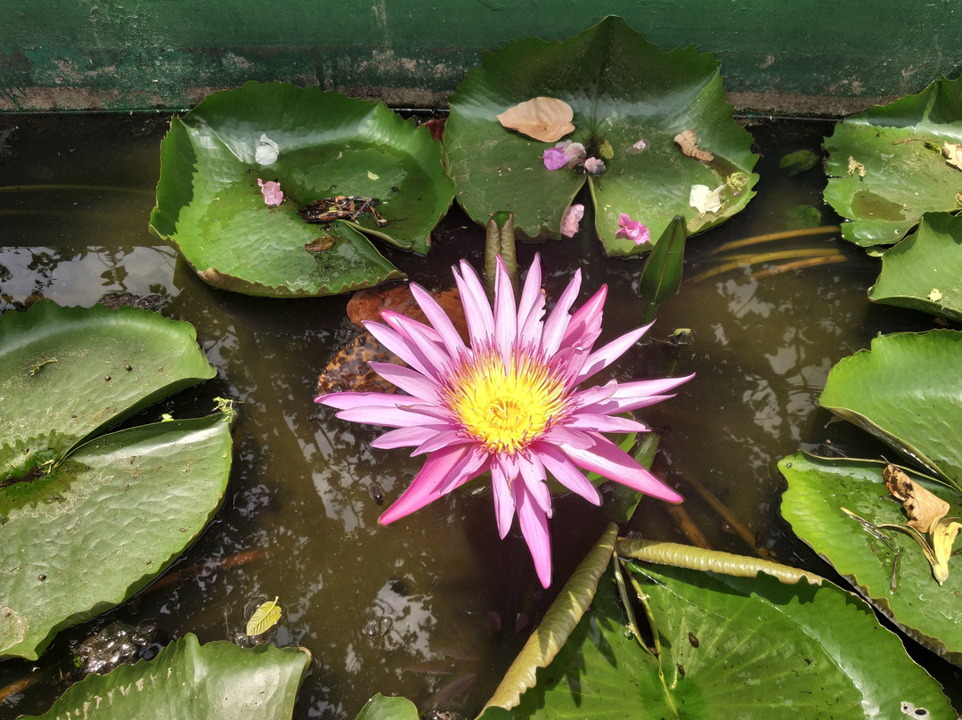 Biodiversity Park景点图片