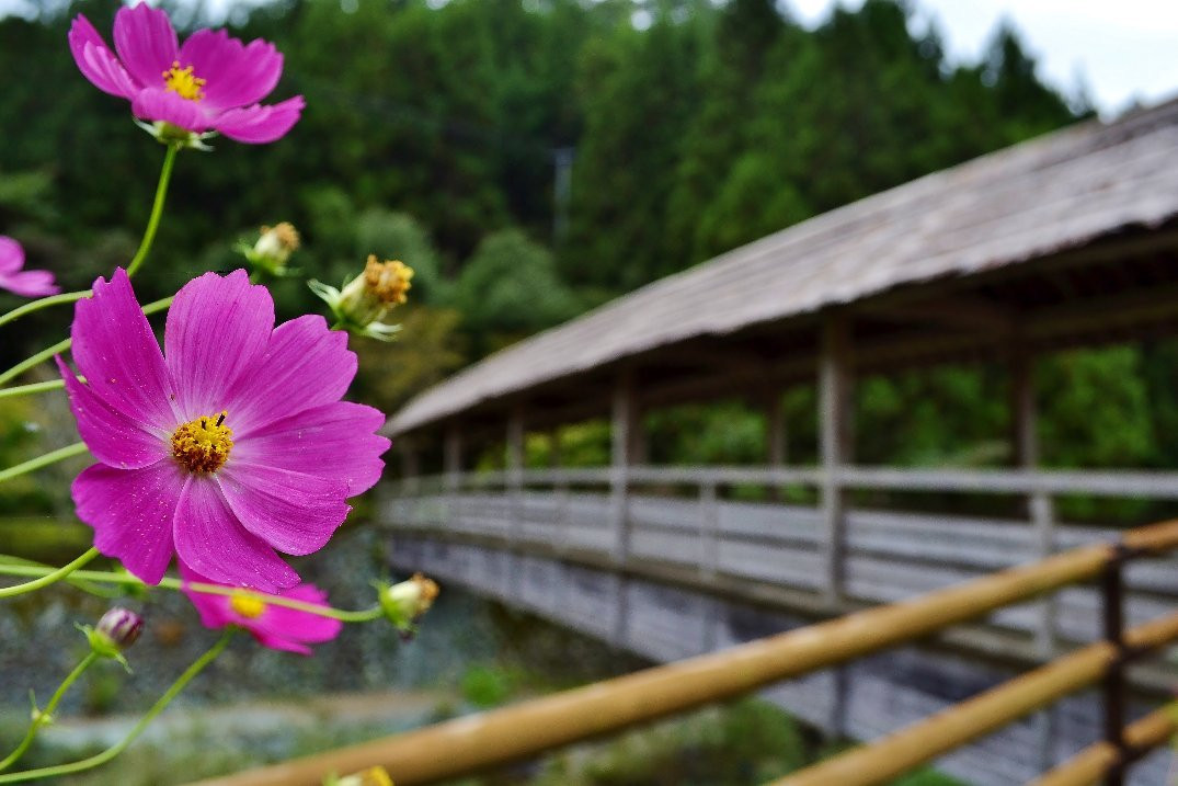 Ryuo Bridge-大洲市必去景点