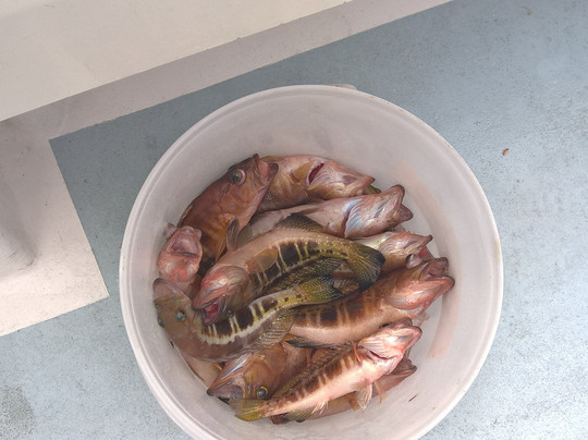 Madeira Sport Fishing-沙尔必去景点