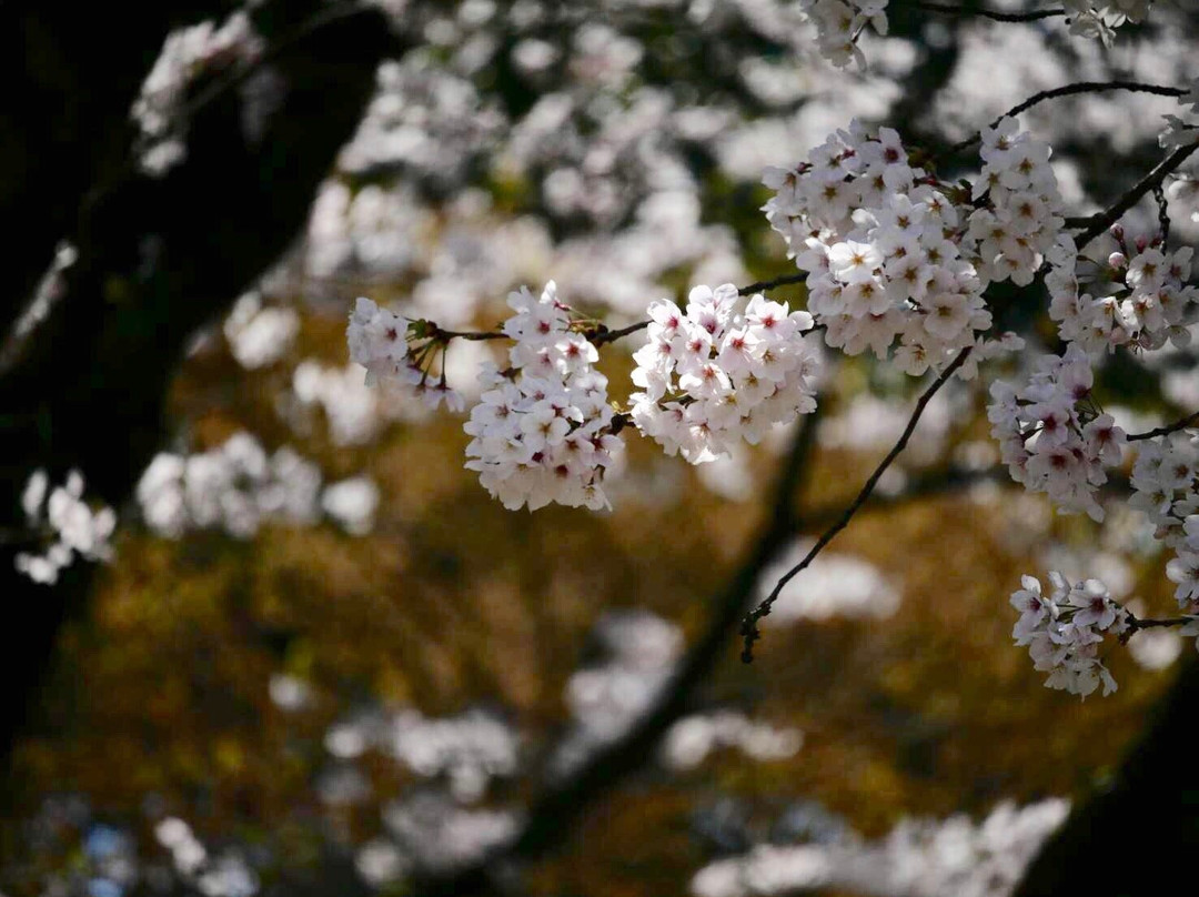 Tokiwadaira Cherry Blossom Promenade景点图片