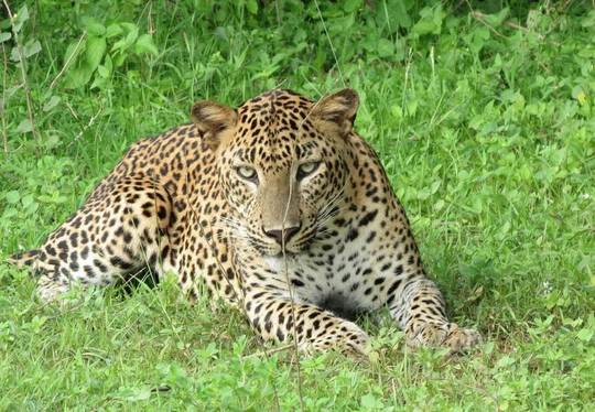 stelaranholidays(pvt)Ltd-Gampaha必去景点