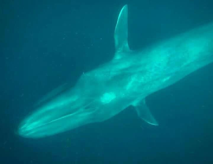 Mirissa Bay Diving-美蕊沙必去景点