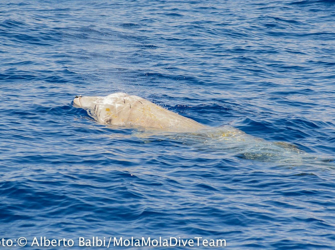 Isola Gallinara Tour e whale watching景点图片