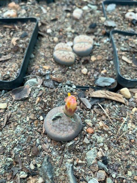 Obesa Cacti Nursery-格拉夫-里内特必去景点