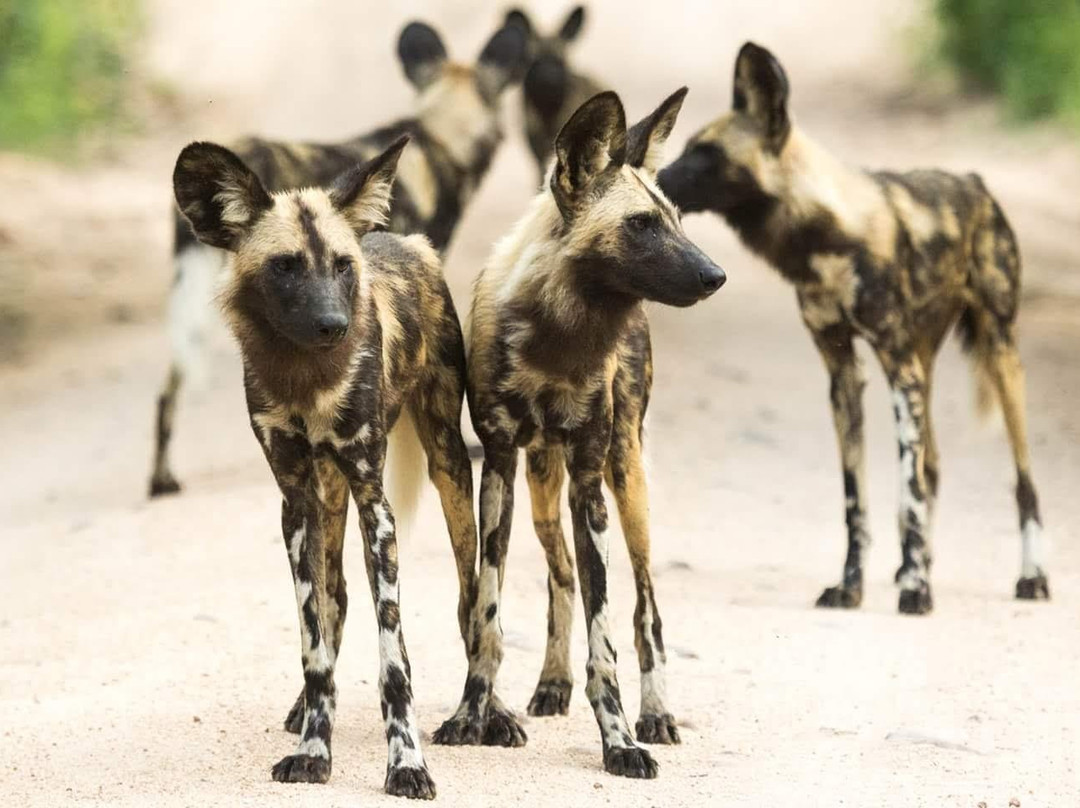 Chap Chap Tours-Dar es Salaam必去景点