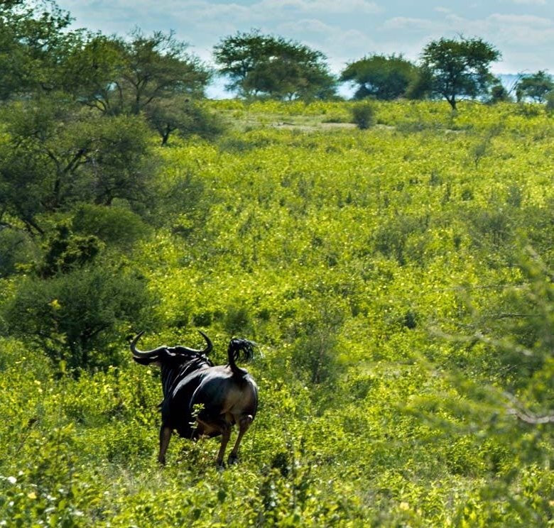 Nalini Safari & Tours